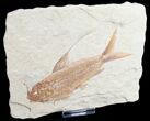 Fantastic Nematonotus Fossil Fish - #9471-2